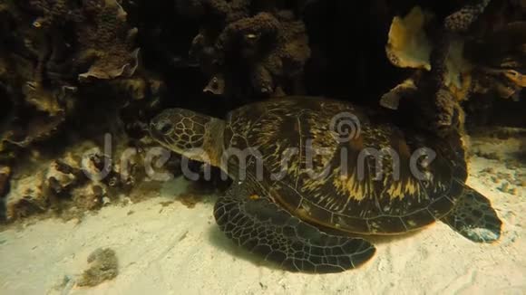 一只海龟在休息视频的预览图
