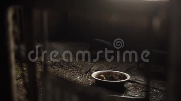 小黑猪在木地板上用稻草走猪圈视频的预览图