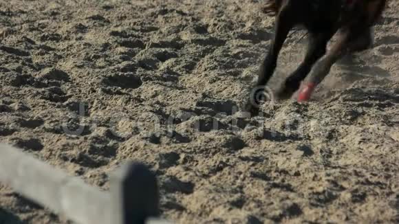 马脚在沙子上奔跑视频的预览图