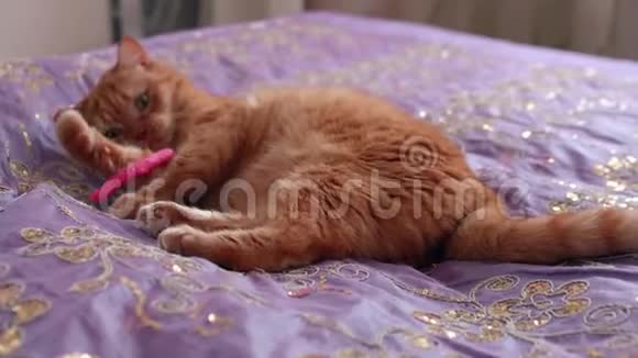 红色英国猫洗自己躺在床上覆盖着紫色的盖子视频的预览图