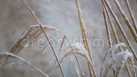 冬天下雪时公园里的装饰灌木丛视频的预览图