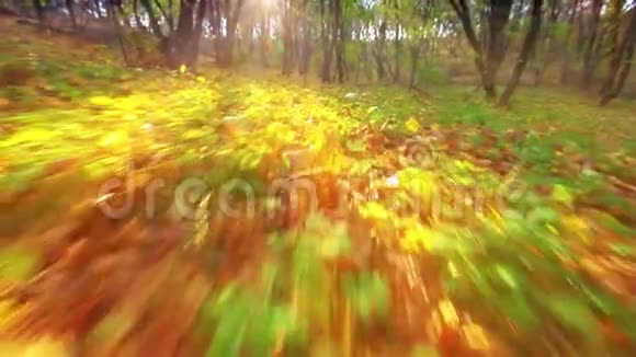 日落走在秋叶上视频的预览图