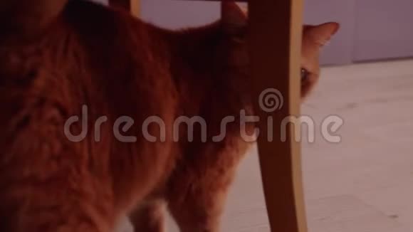 镜头跟随红色英国猫谁走在地板之间的家具视频的预览图
