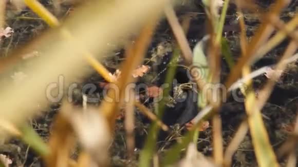 鲤鱼在芦苇中觅食视频的预览图