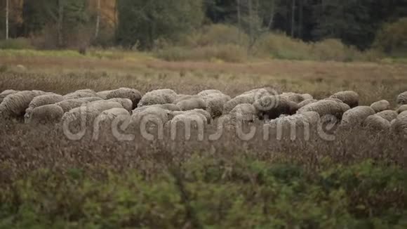 一大群羊在一片草地上以树木为背景放牧视频的预览图