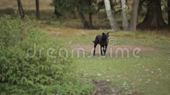 大黑狗站在村子里树木的背景下吠叫视频的预览图