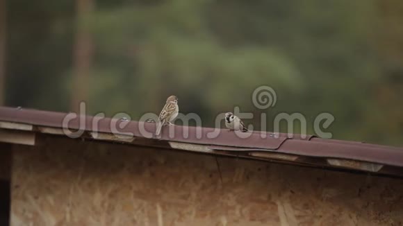 小鸟跳到屋顶上飞到房子屋顶下的鸟巢附近视频的预览图