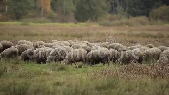 农场牧场的自由牧场绵羊和羔羊视频的预览图