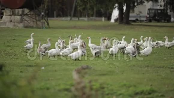 一群在自由牧场的家鹅在草地上散步吃草视频的预览图