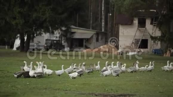 一群家鹅在农场建筑的背景下在草地上觅食视频的预览图