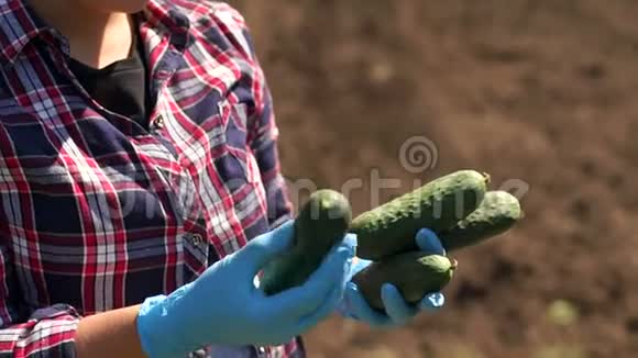 农夫正拿着一根黄瓜在田里的拖拉机的背景下工作视频的预览图