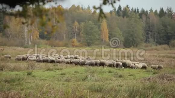 一个村庄的一块田地上羊和羊羔沿着草地奔跑一般看法视频的预览图