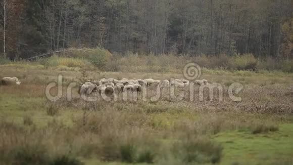 一群羊在森林的背景下沿着农田奔跑背面视频的预览图