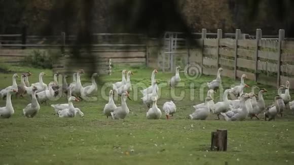 鹅在农场的新鲜空气中成群结队地走在他们的木制畜栏里视频的预览图