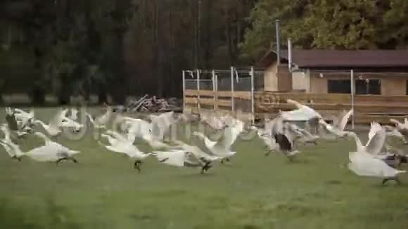 一群鹅在牧场的草地上飞过视频的预览图