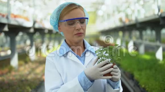 女科学家检查温室作物的植物病虫害控制视频的预览图