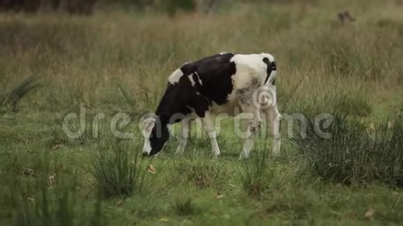 一只小牛犊用链子拴着在农场牧场吃青草侧视特写视频的预览图