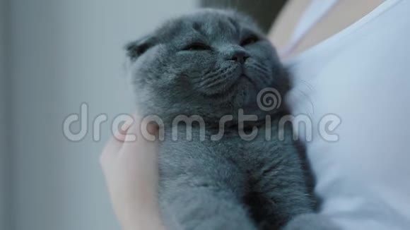 女人抚摸着她那只垂耳的英国灰色小猫它坐在她的怀里视频的预览图