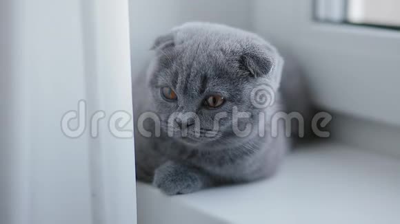 趴在窗台上的长着垂耳的英国小猫视频的预览图