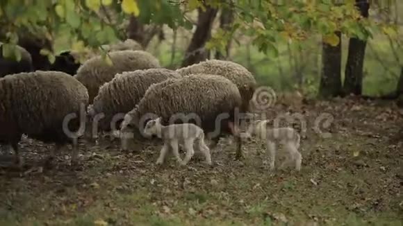 一群羊小羊羔在农场的树间吃草侧视特写视频的预览图