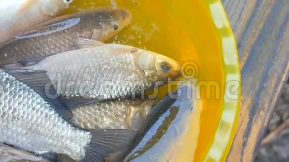 淡水鱼在一个黄色的塑料碗里被抓视频的预览图