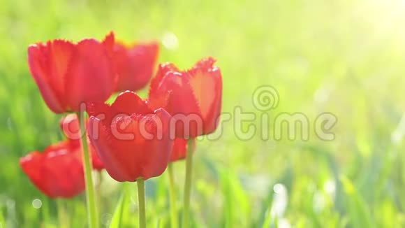 红色郁金香花芽春视频的预览图