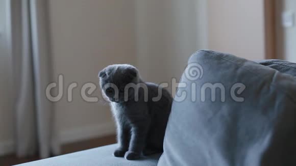 坐在沙发上的英国小猫视频的预览图