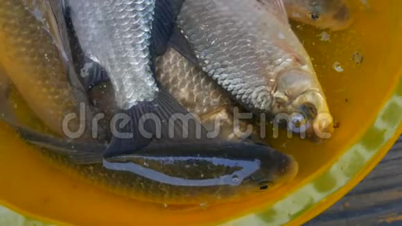 淡水鱼在一个黄色的塑料碗里被抓视频的预览图