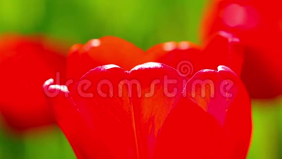 红色郁金香花芽春视频的预览图