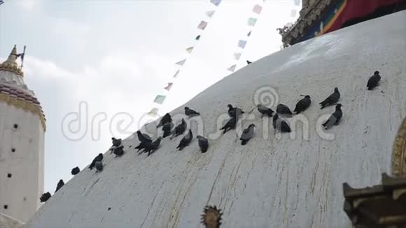 一群鸽子坐在加德满都尼泊尔寺庙的白色屋顶上普舒帕提纳特斯瓦扬布哈纳特猴子神庙视频的预览图