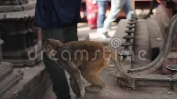 一只野生尼泊尔猴子行走的近景爬在尼泊尔寺庙里亚洲加德满都视频的预览图