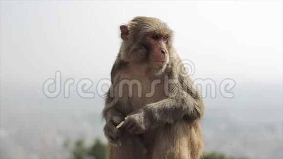 一只野生尼泊尔猴子吃苹果的近景城市景观亚洲加德满都视频的预览图