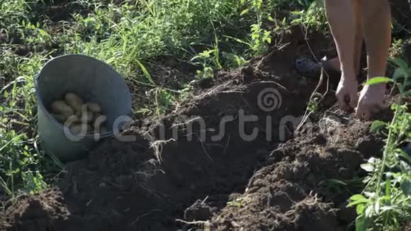 年轻的农民在有机农场的田里用桶收集土豆视频的预览图