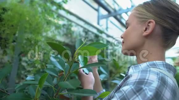 女人在温室里照料鲜花享受休闲爱好放松视频的预览图
