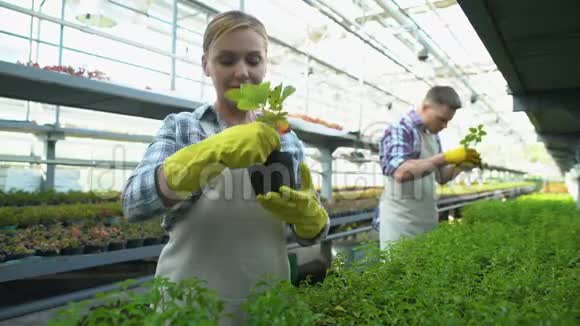 男女农民在温室里辛勤劳动种植有机浆果视频的预览图