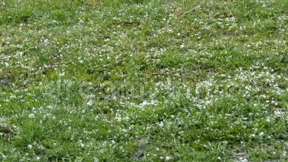 冰雹落在绿草上气候变化地上的小冰块暴雨和冰雹极端现象视频的预览图