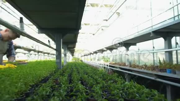 男人和女人在花盆上照顾绿色植物家庭农业企业视频的预览图