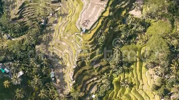 印度尼西亚巴厘Ubud的特加拉朗稻米梯田空中镜头视频的预览图
