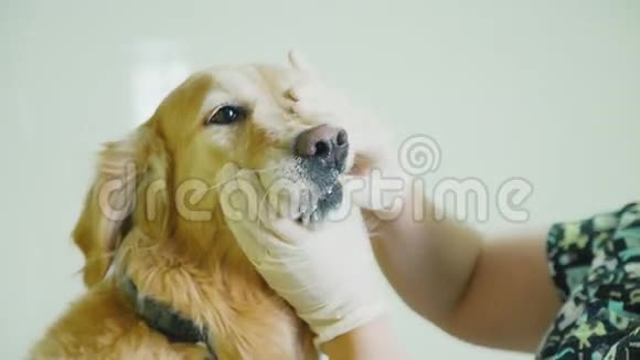 兽医偷狗牙兽医检查一只狗视频的预览图