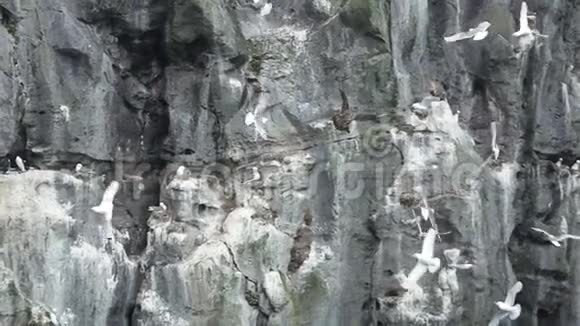 一只巨大的小鼬鼠用慢动作攻击海鸥窝视频的预览图
