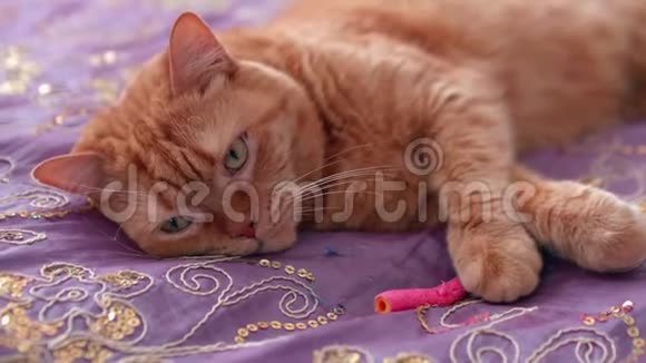 红猫躺在被紫色覆盖的床上看上去很累洗了自己视频的预览图