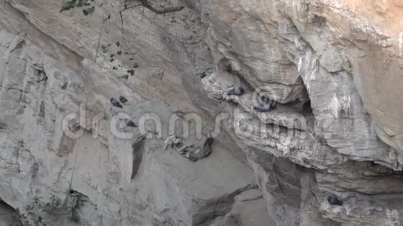 鸽子栖息在岩石悬崖上视频的预览图
