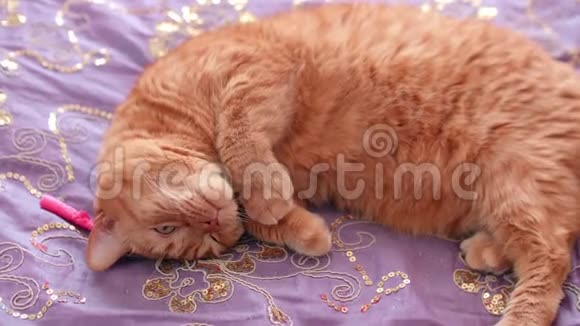 红色英国疲惫猫躺在紫色的床上看着相机视频的预览图