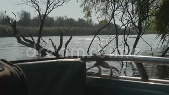 河景背景上的干芦苇和中午在水中拍摄的树木太阳在水中有反射视频的预览图