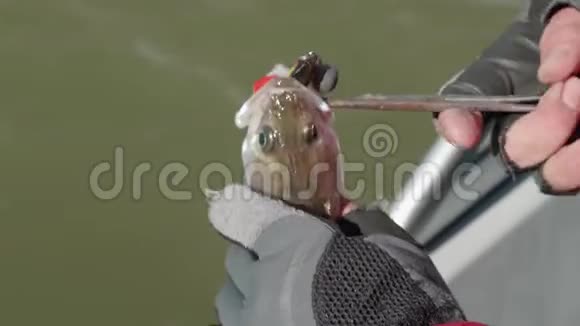 渔夫的双手戴着手套从鲈鱼的嘴里掏出钩子收割结束视频的预览图