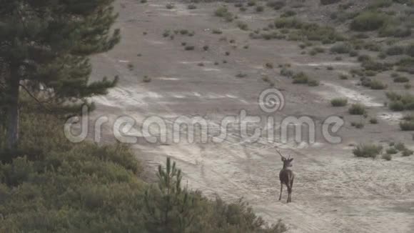 单雄鹿鹿角折断视频的预览图