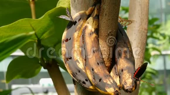 一群美丽的大型热带蝴蝶坐着吃着一根被宠坏的香蕉近距离观看小蝴蝶鼻子视频的预览图