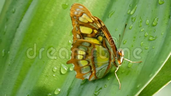 一只美丽的热带蝴蝶或孔雀坐在绿叶上树枝上有水滴视频的预览图