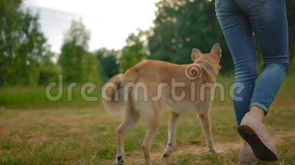一只没有皮带的听话的狗在一个女人旁边的公园里沿着一条小路走视频的预览图