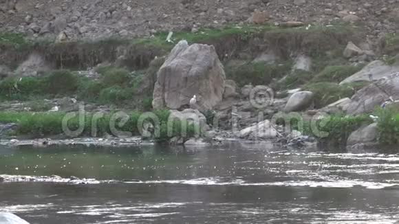 白鹭在巴格马提河污染水域捕鱼视频的预览图